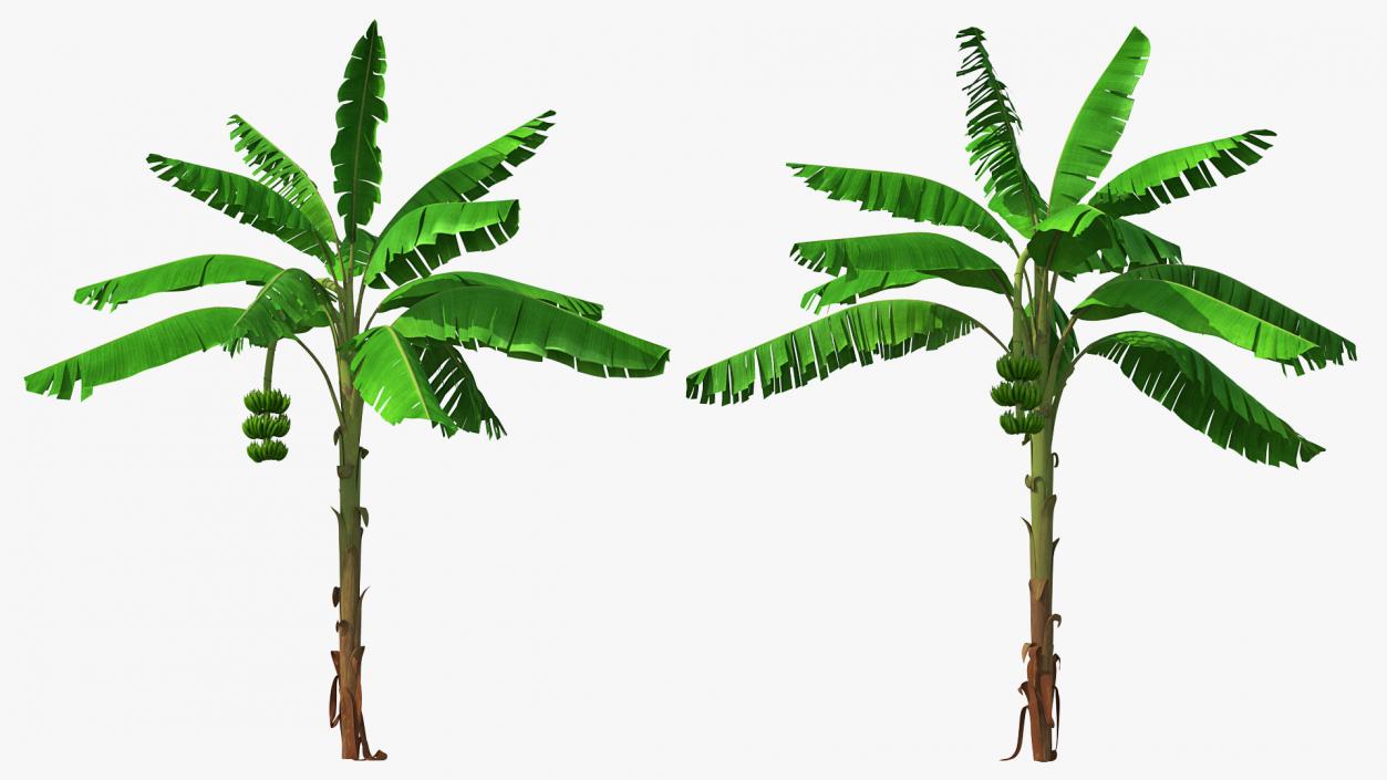 Banana Tree with Green Banana Cluster 3D