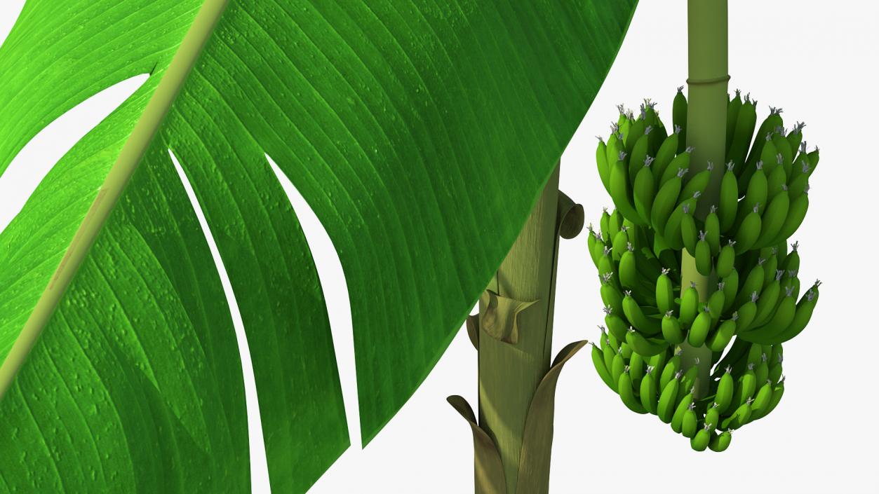 Banana Tree with Green Banana Cluster 3D