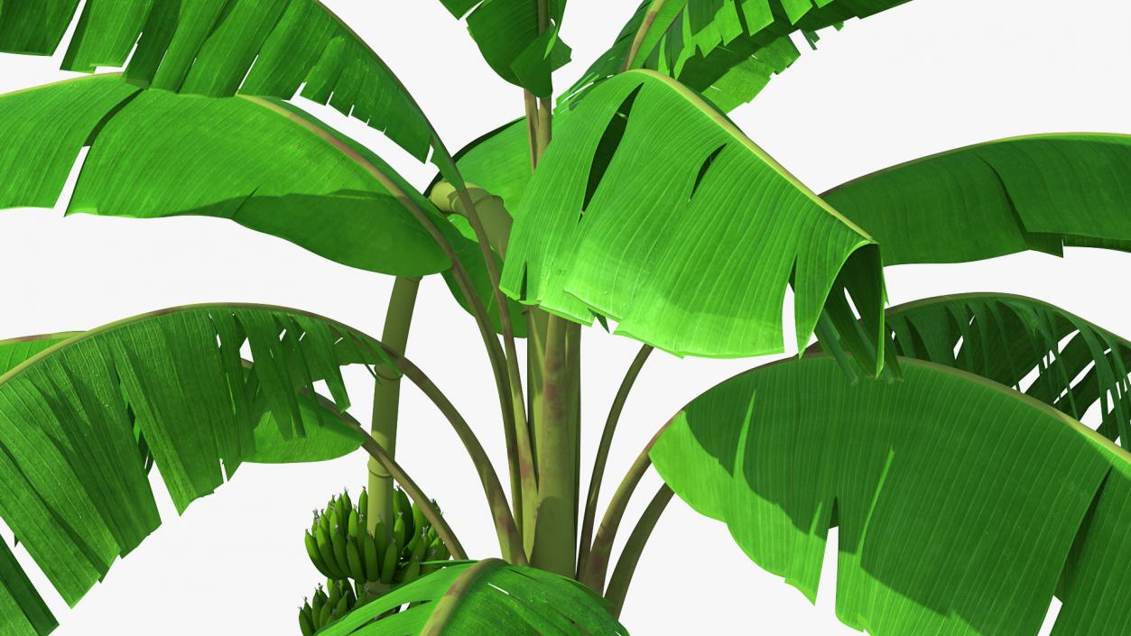 Banana Tree with Green Banana Cluster 3D