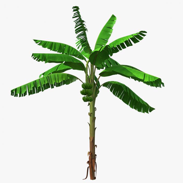 Banana Tree with Green Banana Cluster 3D