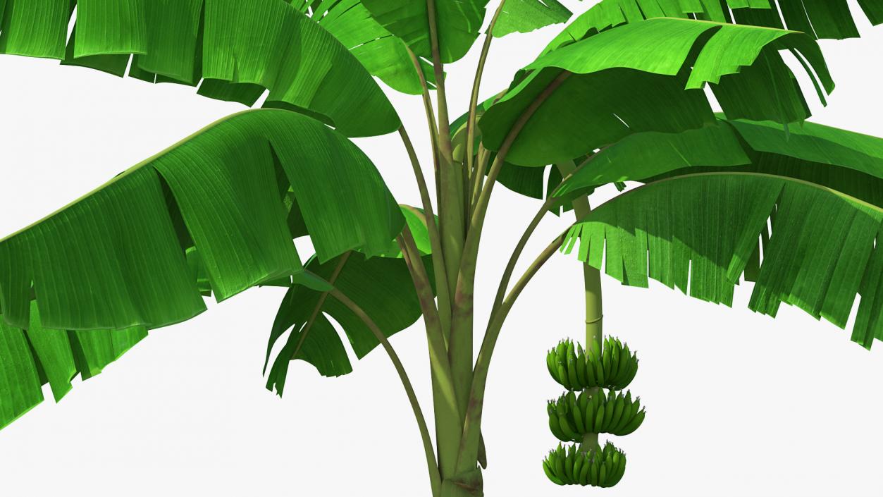 Banana Tree with Green Banana Cluster 3D