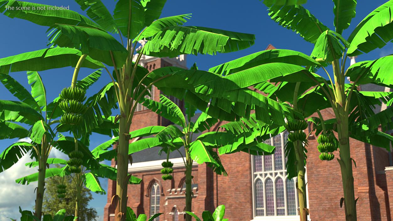 Banana Tree with Green Banana Cluster 3D