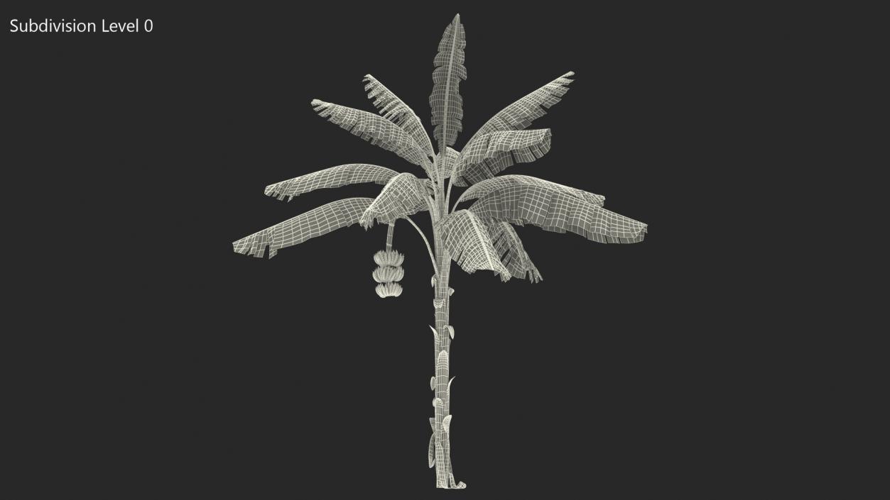 Banana Tree with Green Banana Cluster 3D