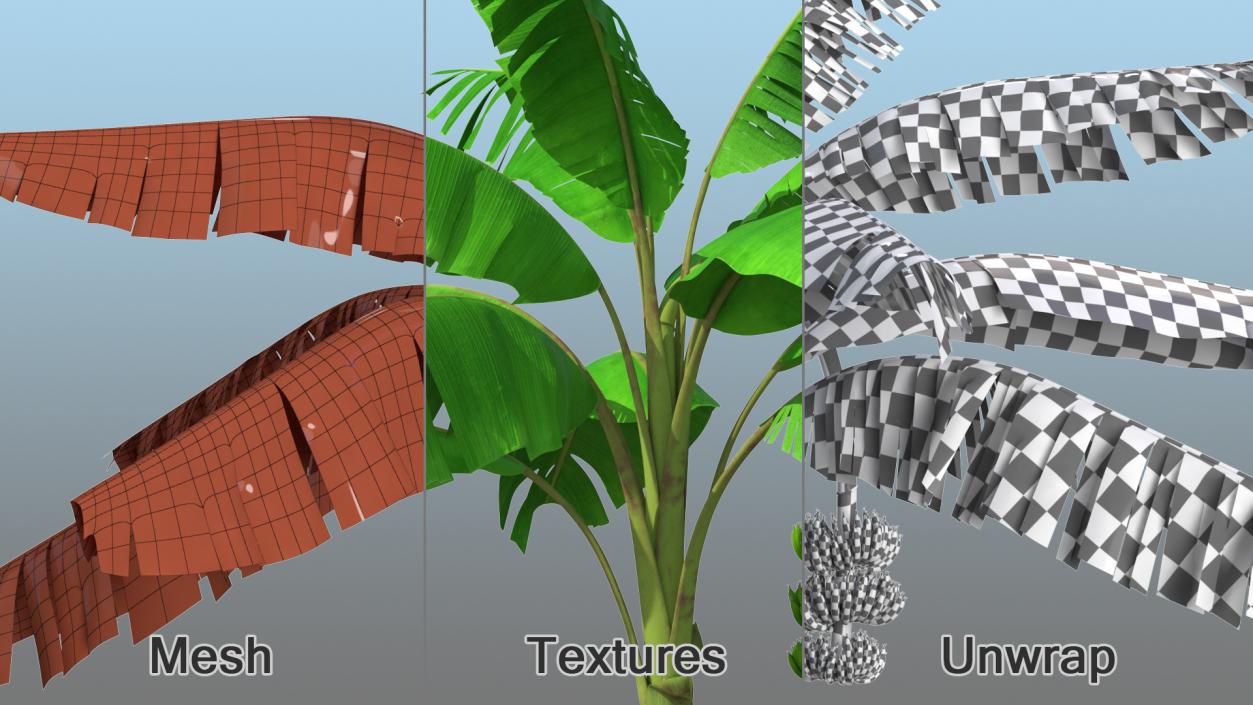 Banana Tree with Green Banana Cluster 3D