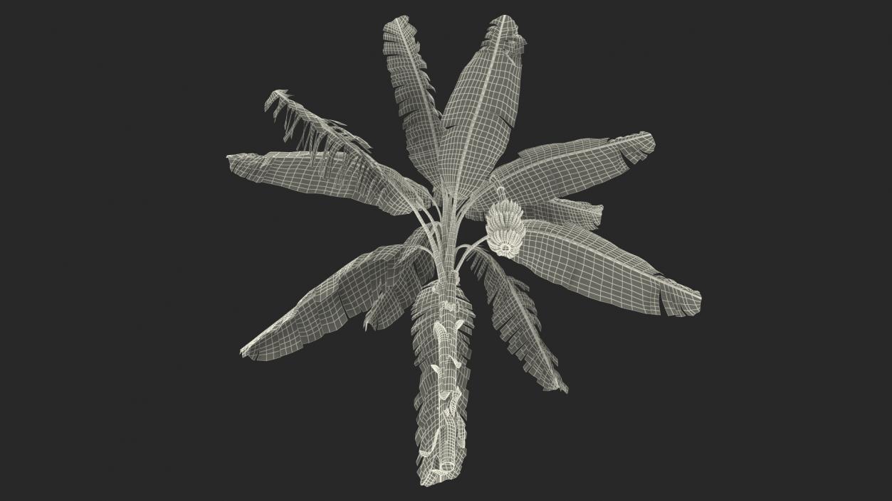 Banana Tree with Green Banana Cluster 3D