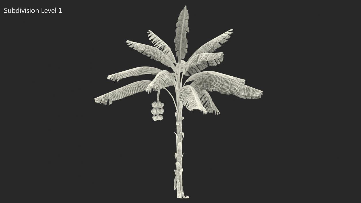 Banana Tree with Green Banana Cluster 3D