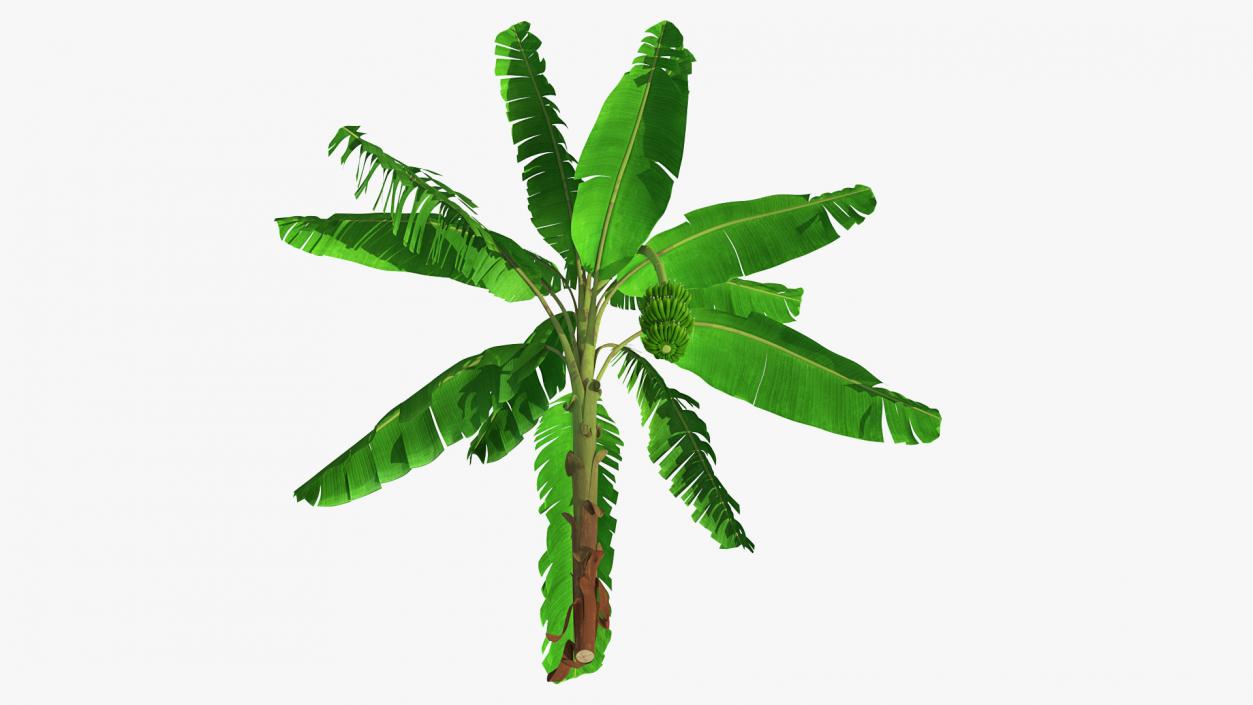 Banana Tree with Green Banana Cluster 3D