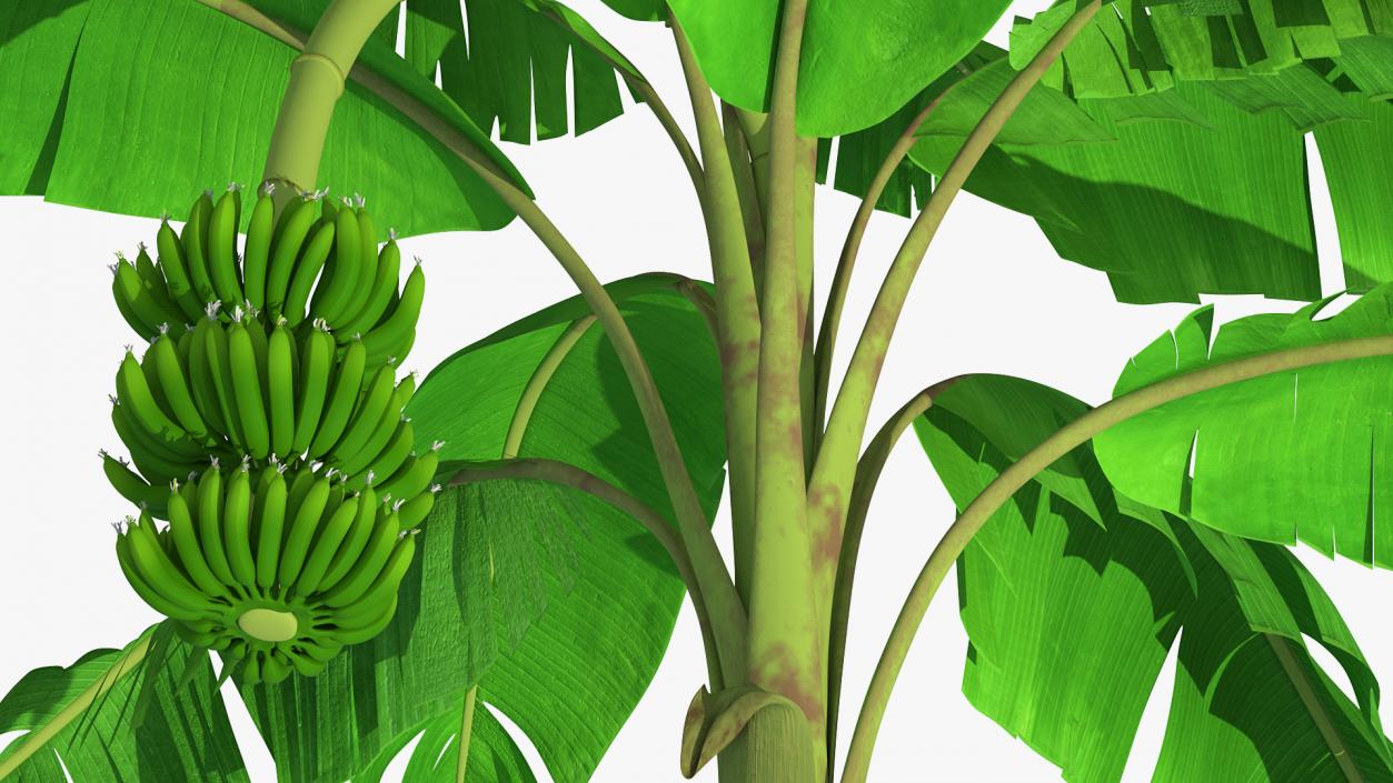 Banana Tree with Green Banana Cluster 3D