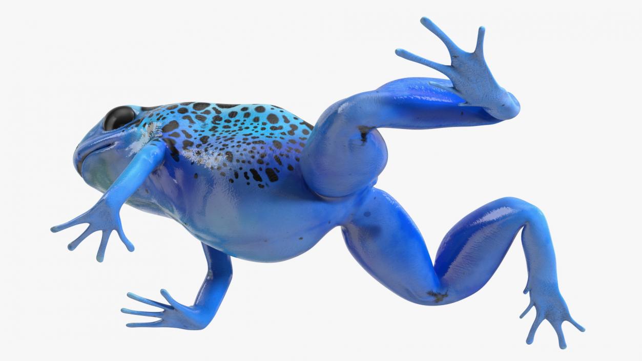 3D model Poison Dart Frog Blue Crawling Pose