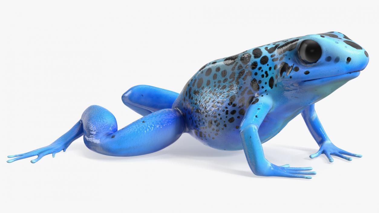 3D model Poison Dart Frog Blue Crawling Pose