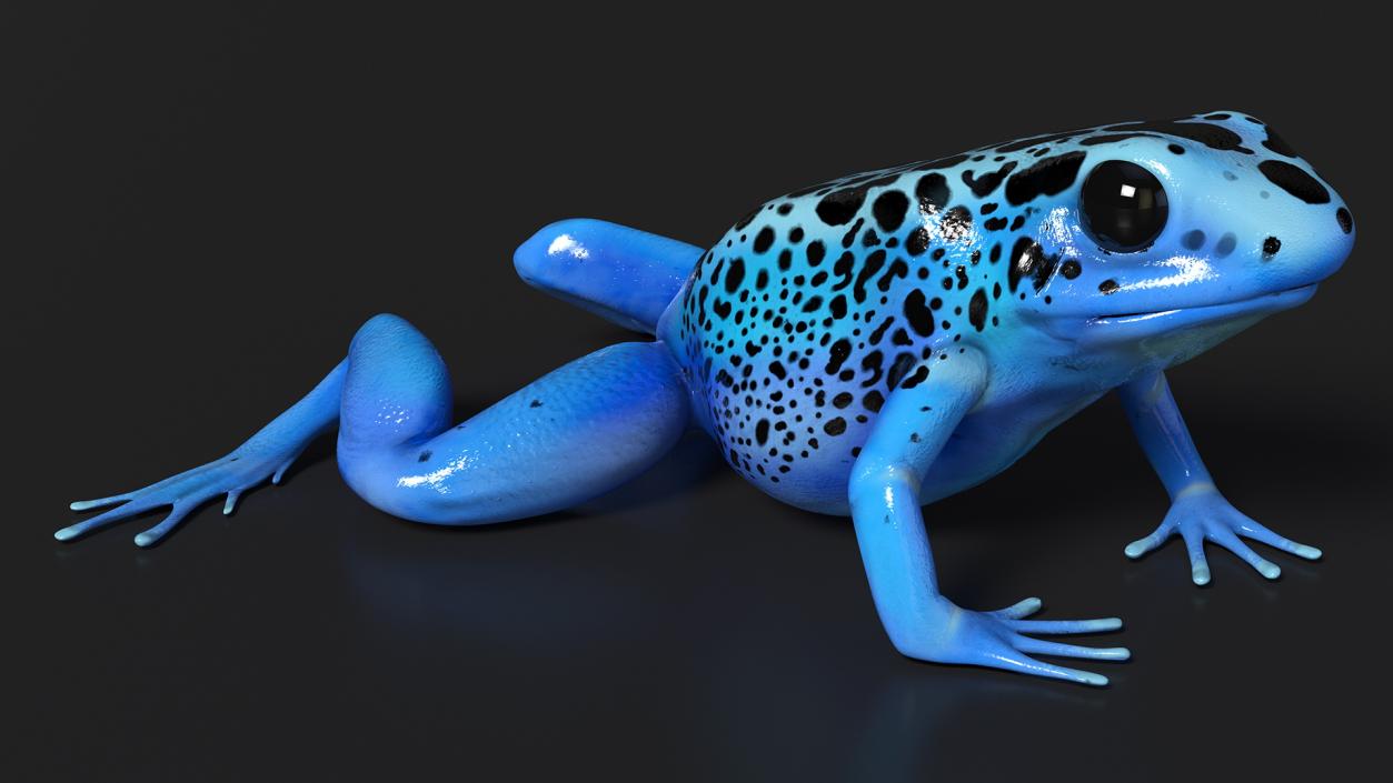 3D model Poison Dart Frog Blue Crawling Pose