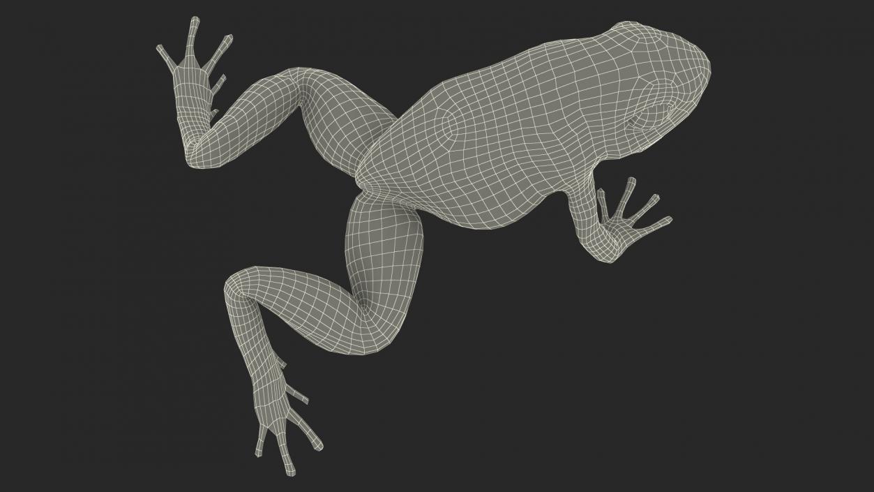 3D model Poison Dart Frog Blue Crawling Pose