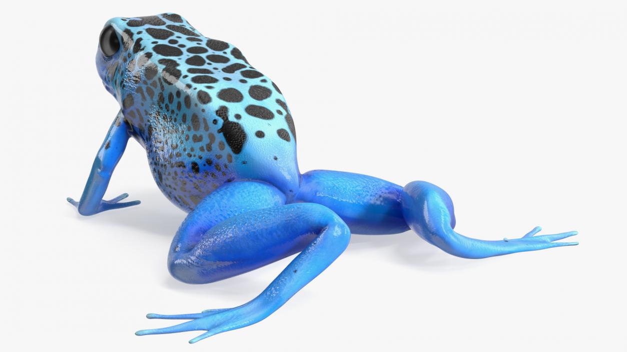 3D model Poison Dart Frog Blue Crawling Pose