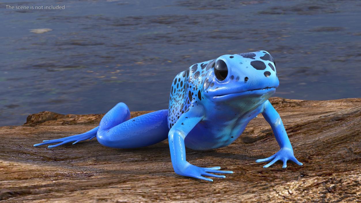 3D model Poison Dart Frog Blue Crawling Pose