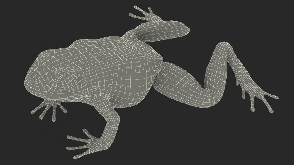 3D model Poison Dart Frog Blue Crawling Pose