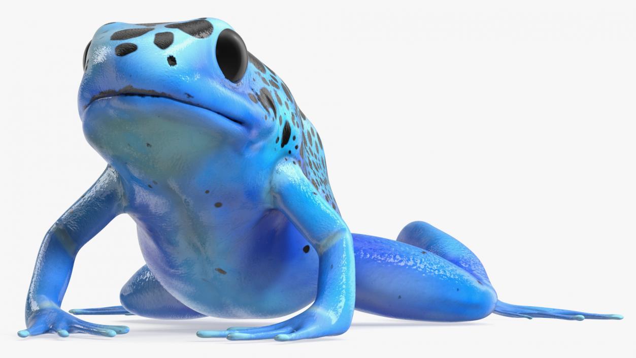 3D model Poison Dart Frog Blue Crawling Pose