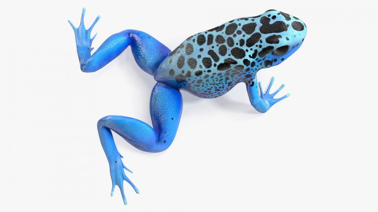 3D model Poison Dart Frog Blue Crawling Pose