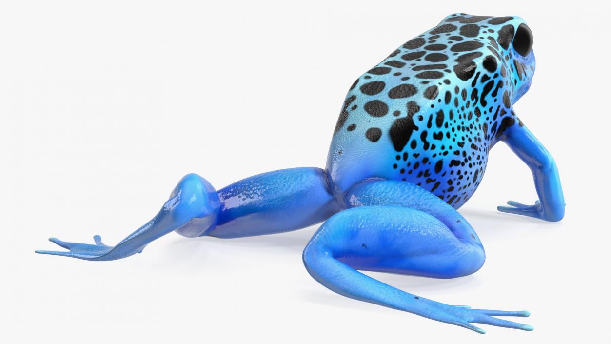 3D model Poison Dart Frog Blue Crawling Pose