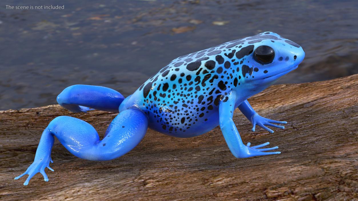 3D model Poison Dart Frog Blue Crawling Pose