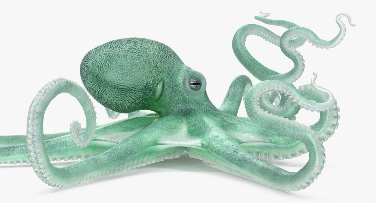 3D Large Blue Octopus model