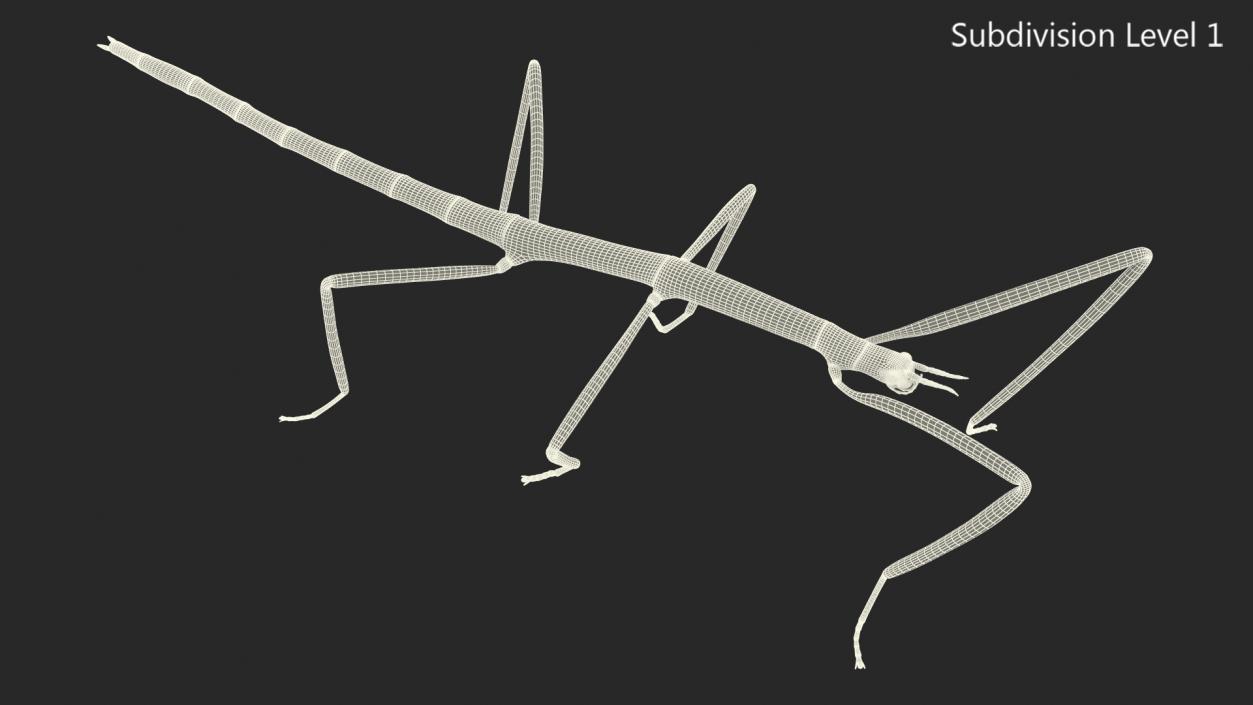 Phasmatodea Stick Insect 3D model