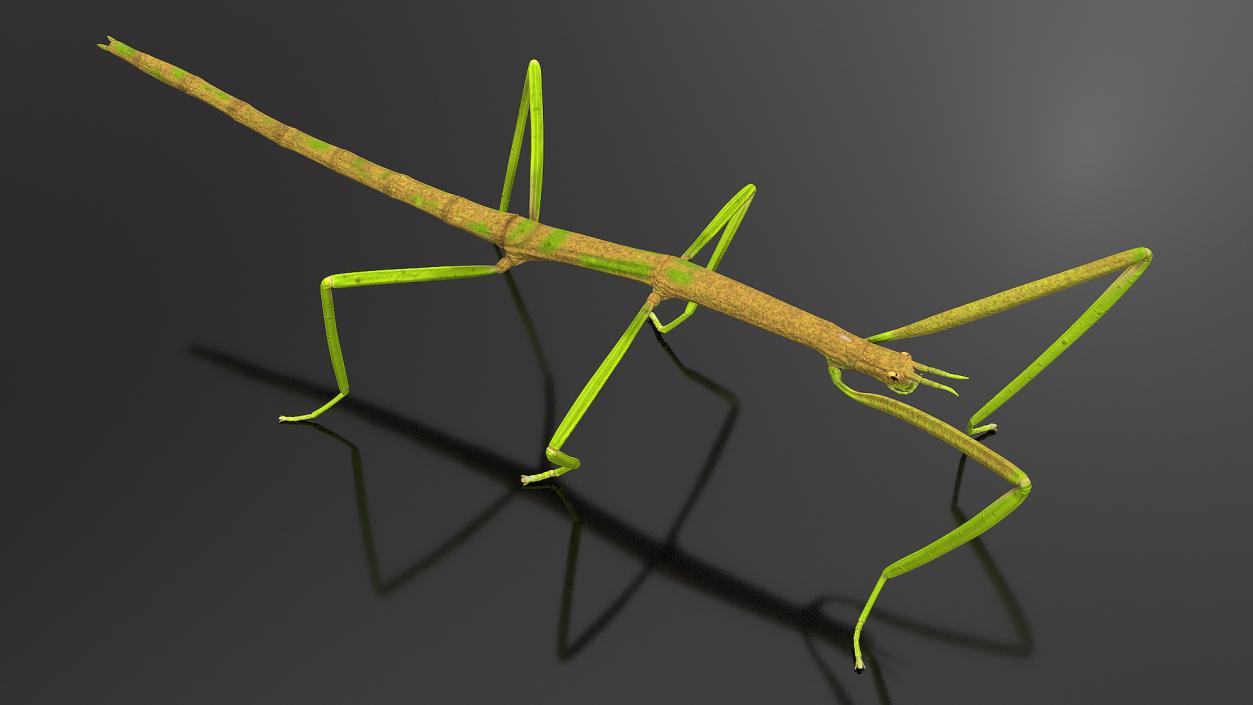 Phasmatodea Stick Insect 3D model