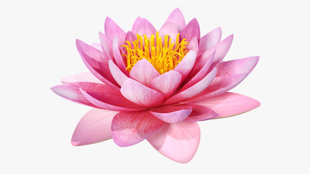 Blooming Nymphaea Siam Purple 3D model