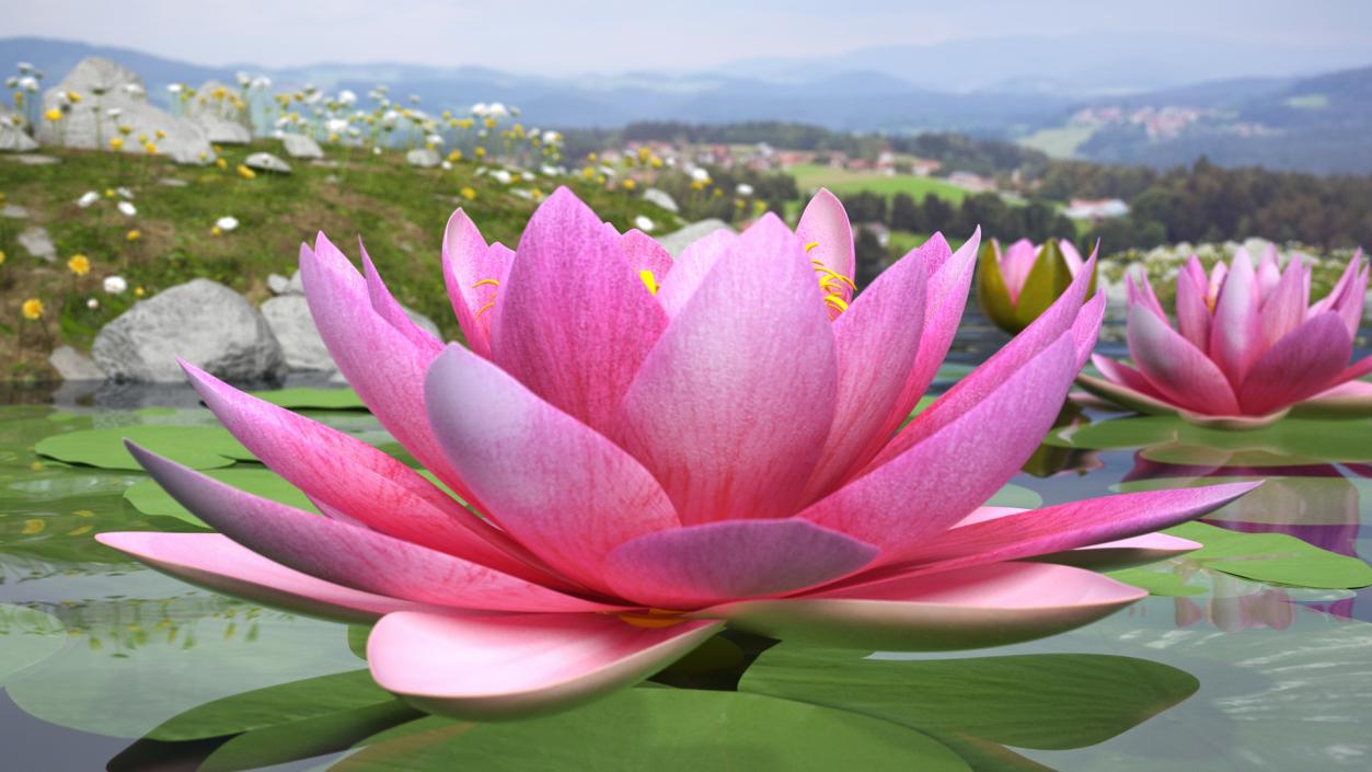 Blooming Nymphaea Siam Purple 3D model