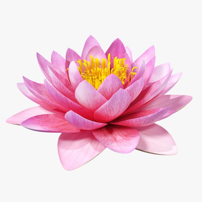 Blooming Nymphaea Siam Purple 3D model