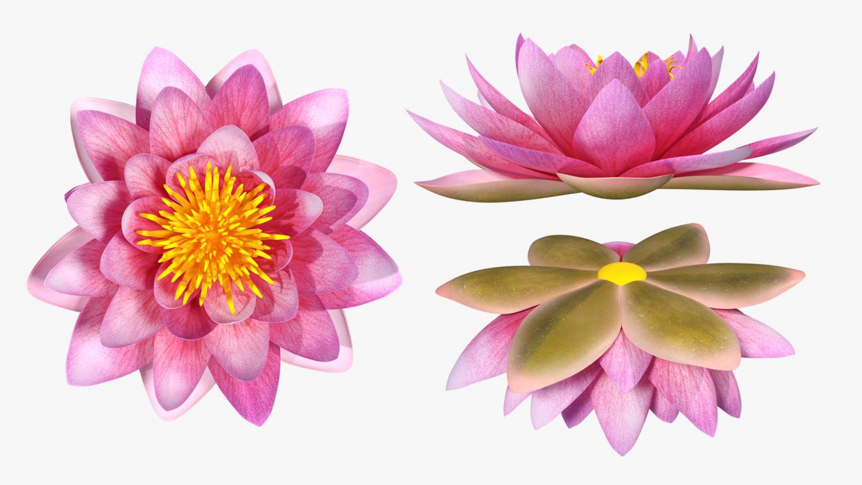 Blooming Nymphaea Siam Purple 3D model