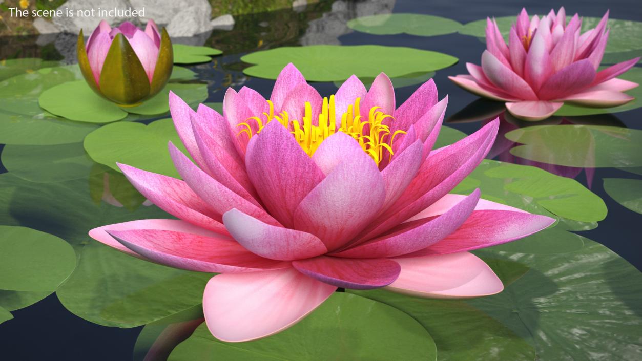 Blooming Nymphaea Siam Purple 3D model