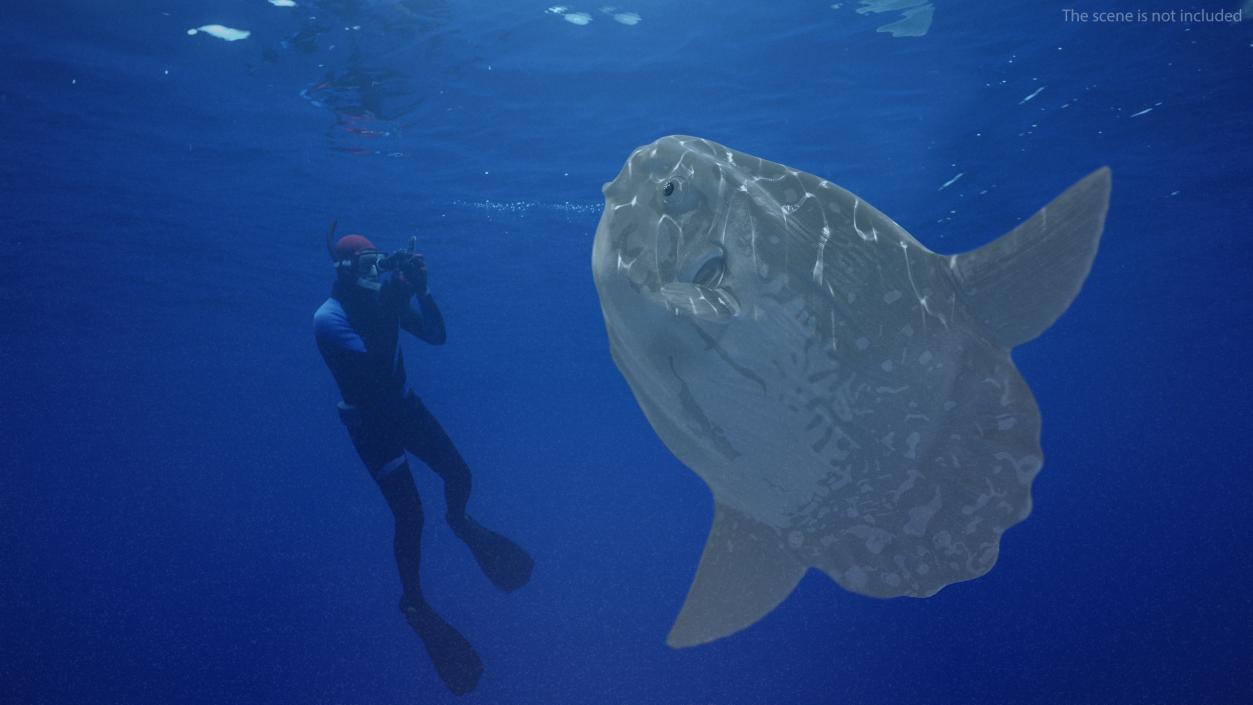 3D Mola Mola Ocean Sunfish model