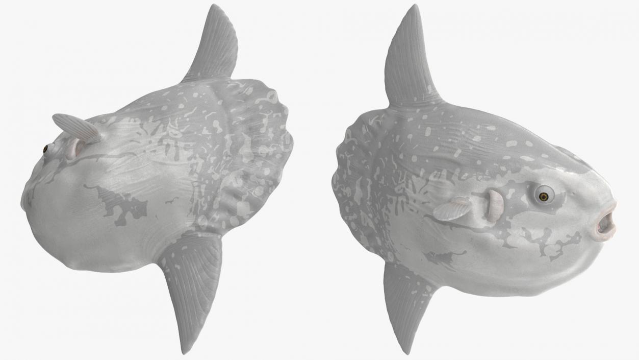 3D Mola Mola Ocean Sunfish model