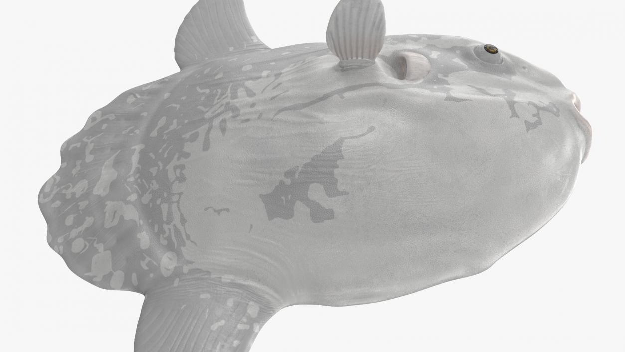 3D Mola Mola Ocean Sunfish model