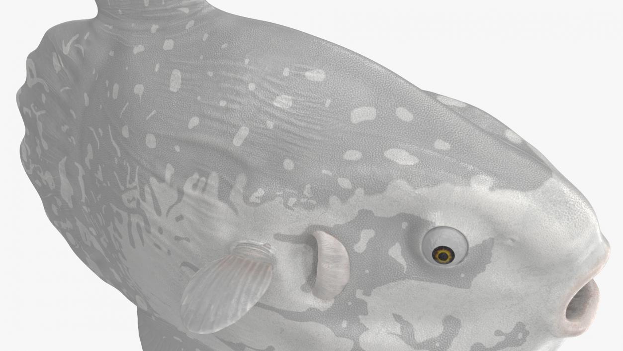 3D Mola Mola Ocean Sunfish model