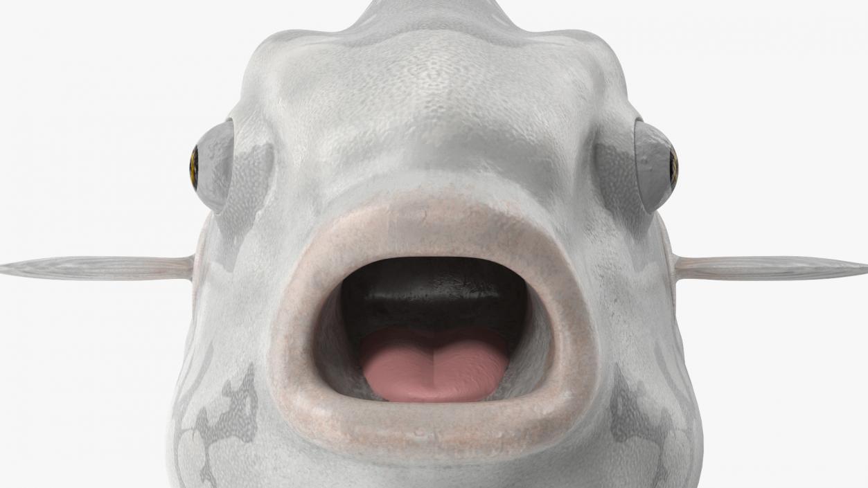 3D Mola Mola Ocean Sunfish model