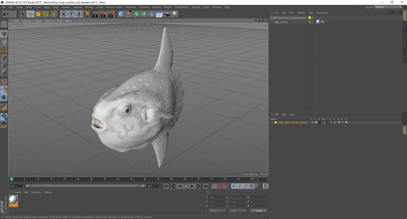 3D Mola Mola Ocean Sunfish model