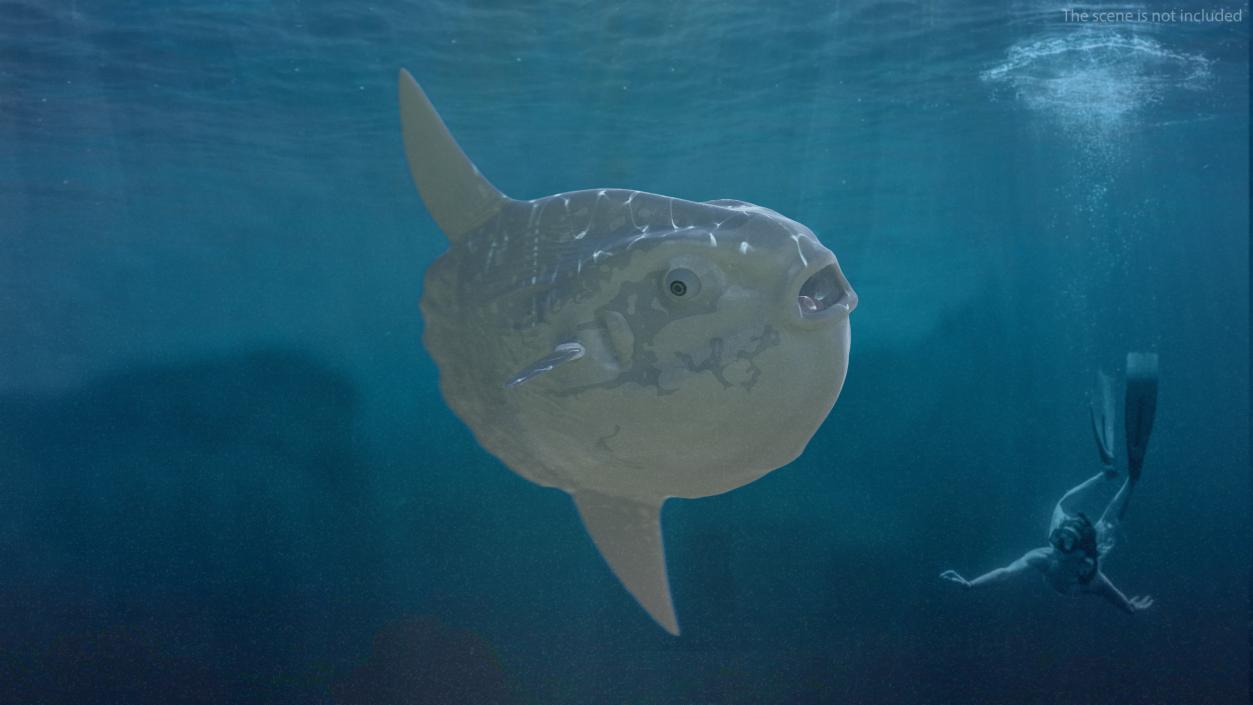 3D Mola Mola Ocean Sunfish model