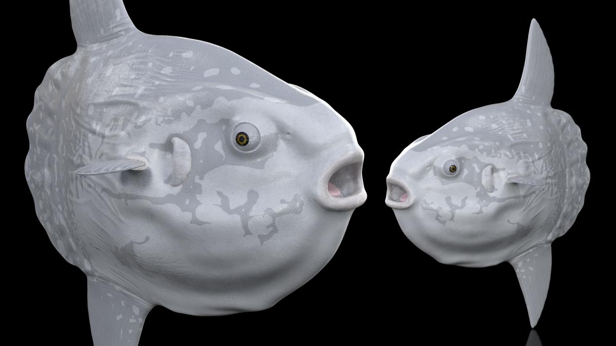 3D Mola Mola Ocean Sunfish model