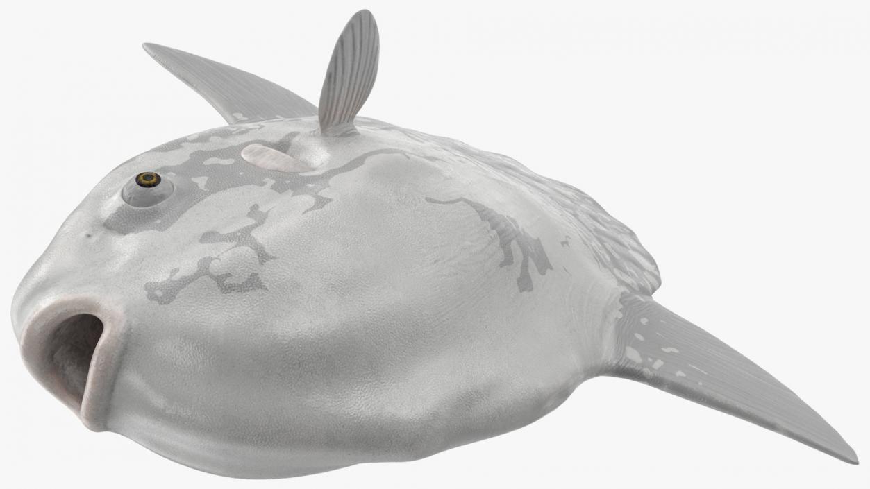 3D Mola Mola Ocean Sunfish model