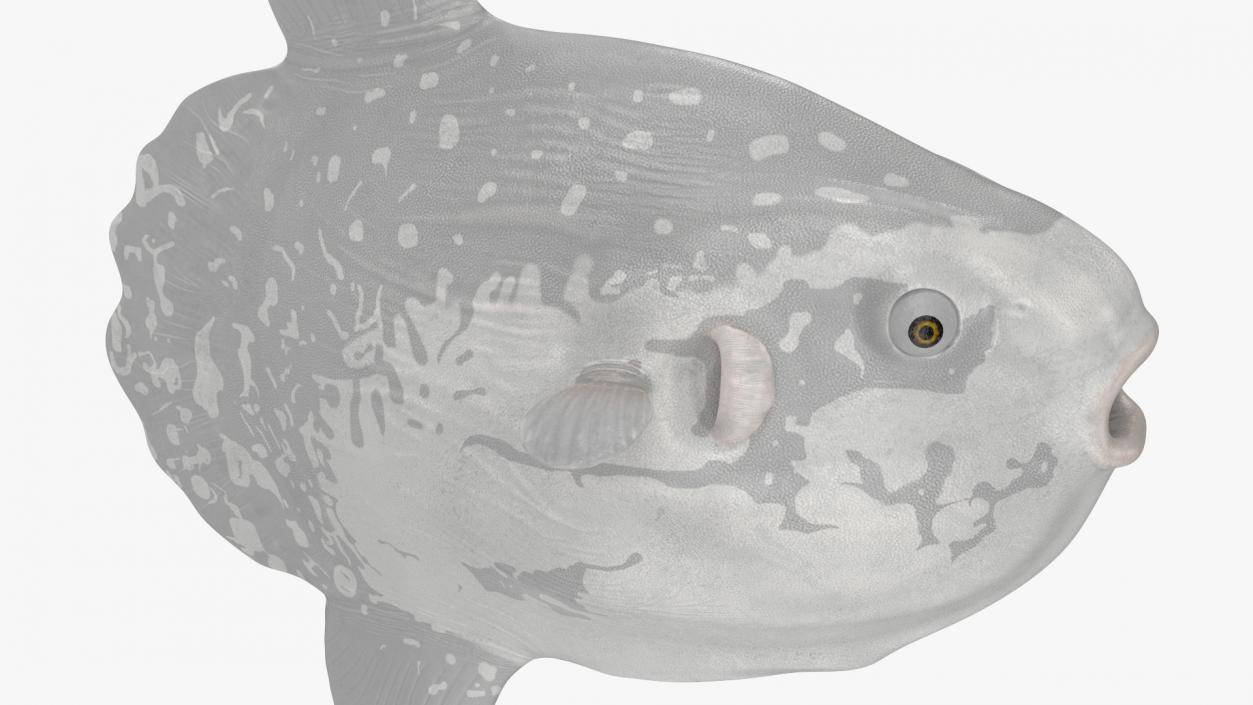 3D Mola Mola Ocean Sunfish model