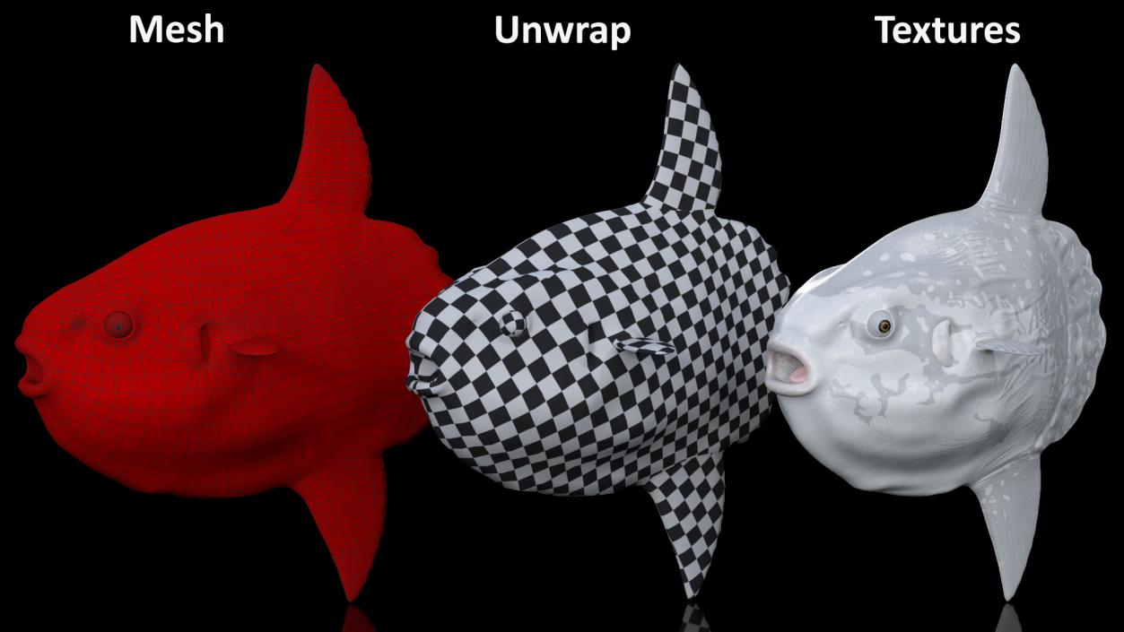 3D Mola Mola Ocean Sunfish model