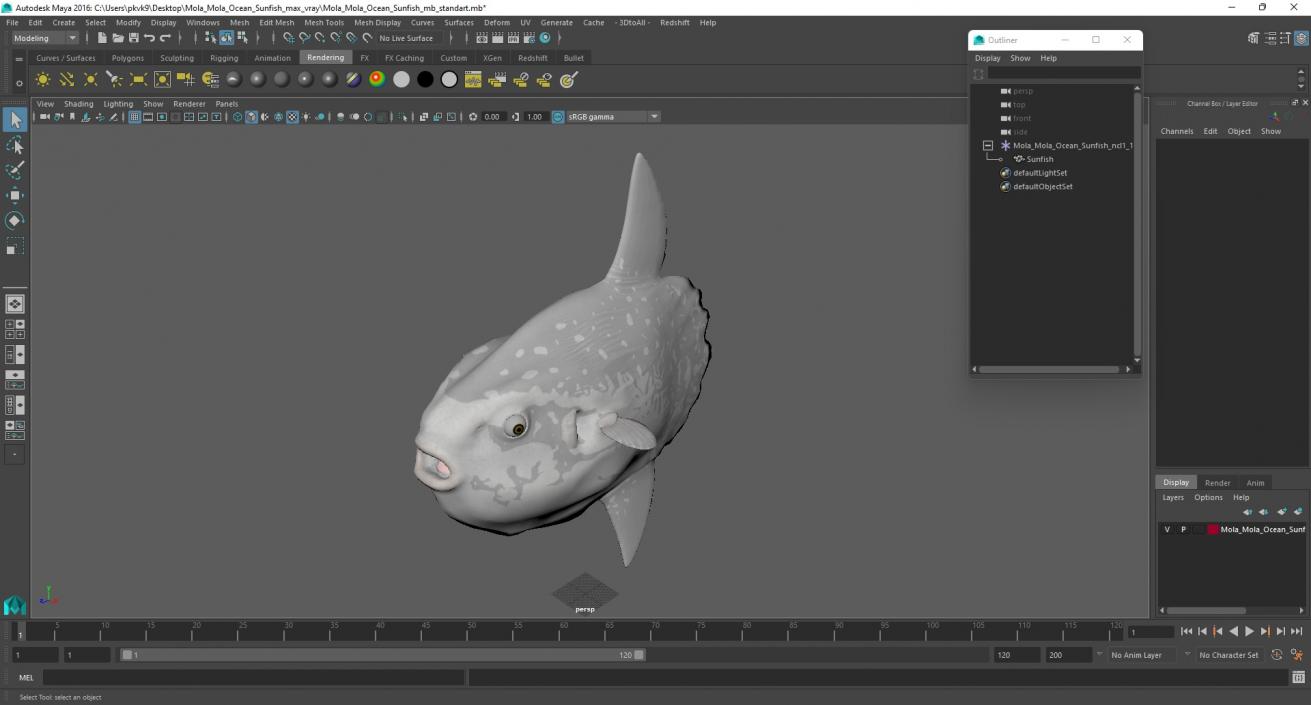 3D Mola Mola Ocean Sunfish model