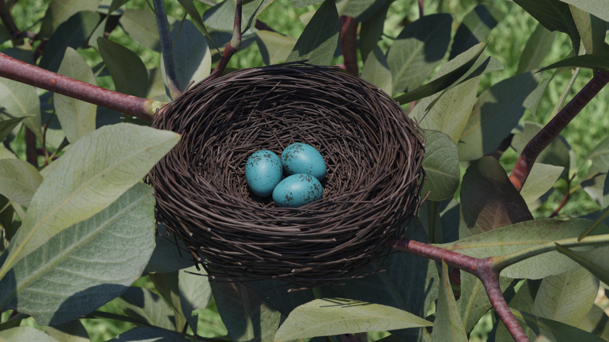 Bird Nest 3D model