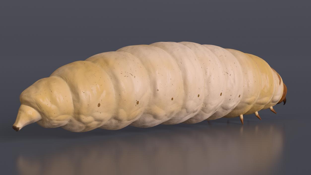 3D model Maggot Fly