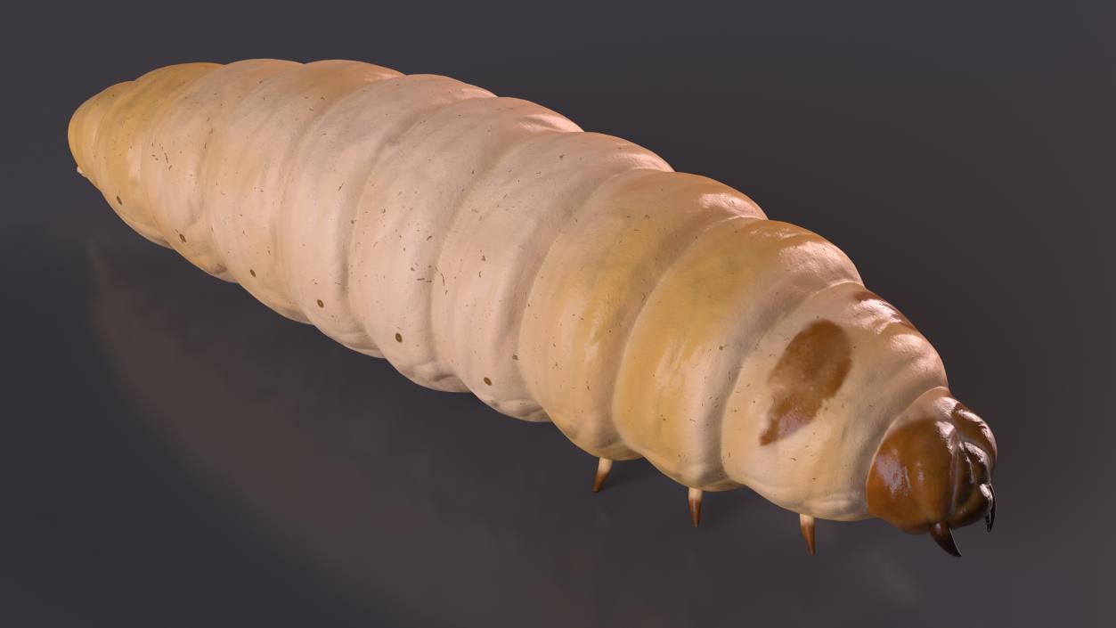 3D model Maggot Fly