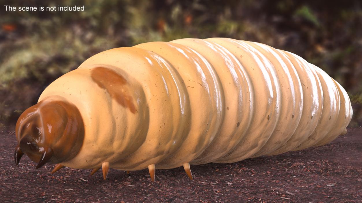 3D model Maggot Fly