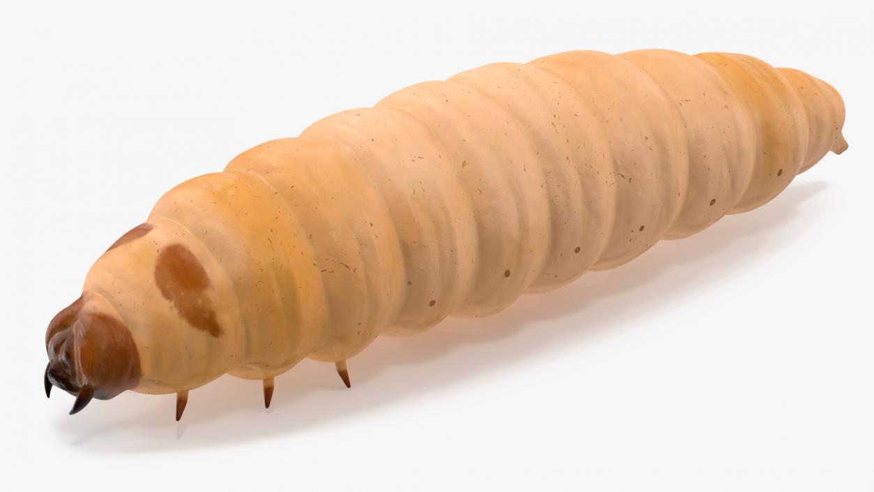 3D model Maggot Fly