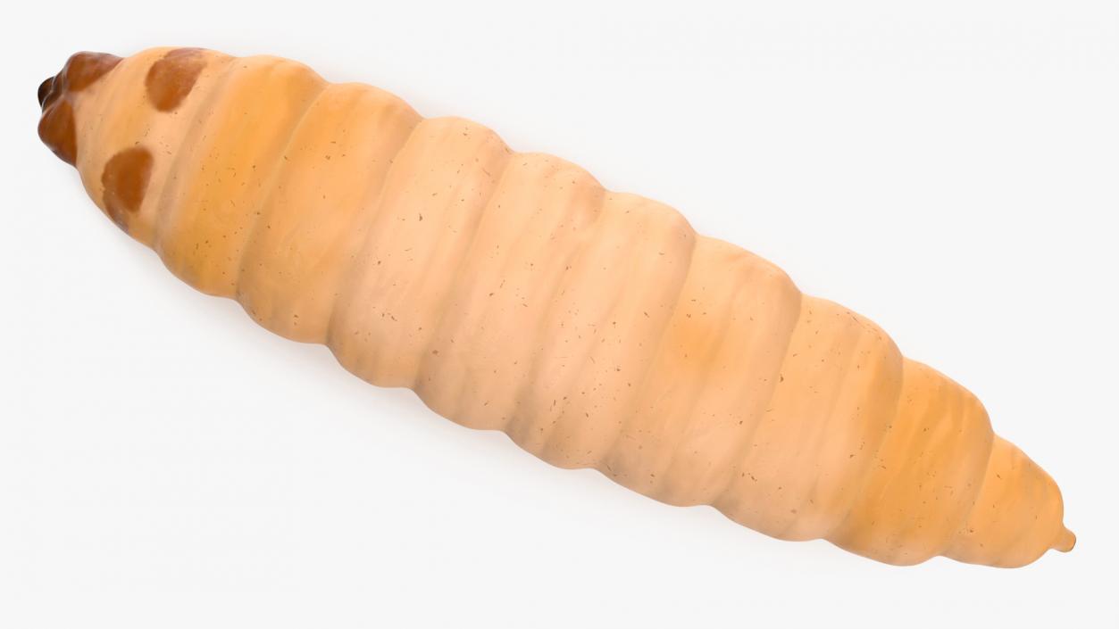 3D model Maggot Fly