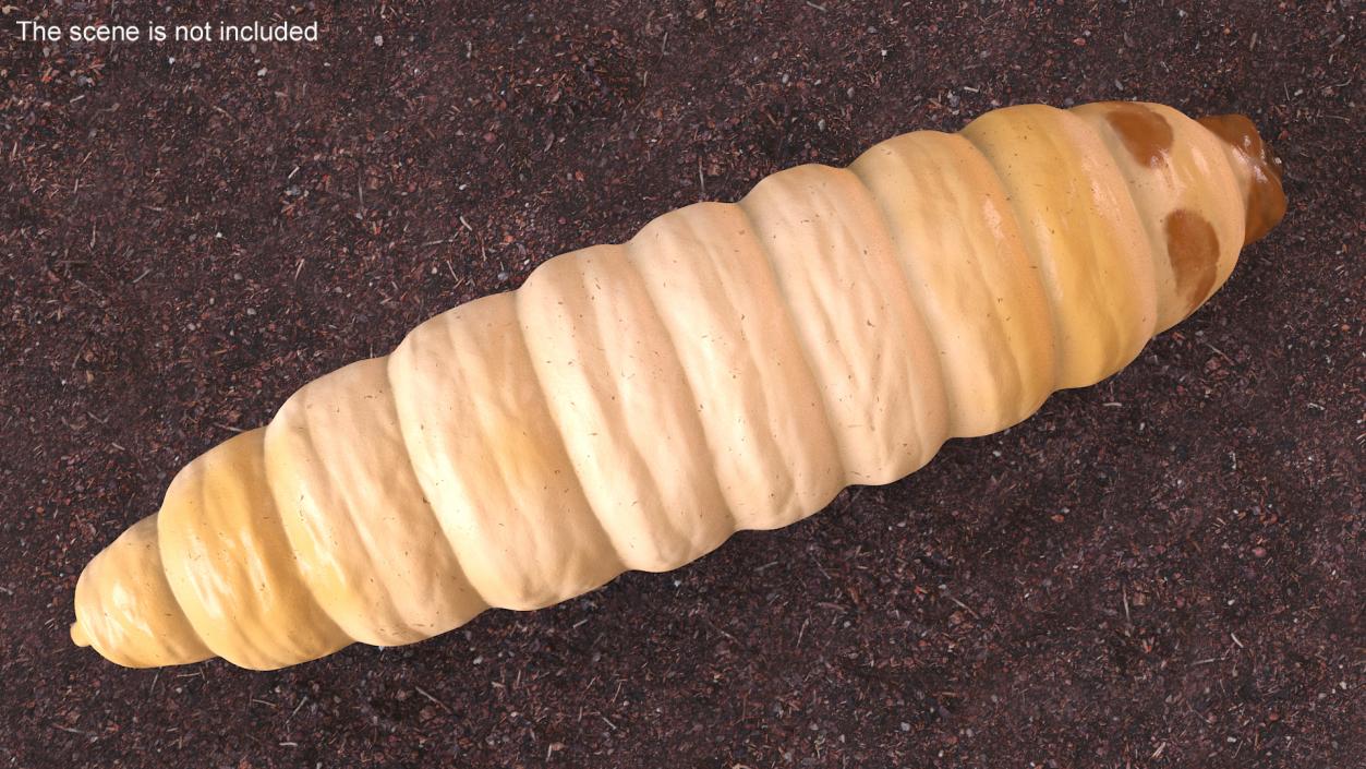 3D model Maggot Fly